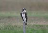 Osprey at Paglesham Lagoon (Steve Arlow) (40717 bytes) Osprey at Paglesham Lagoon (Steve Arlow) (40717 bytes)